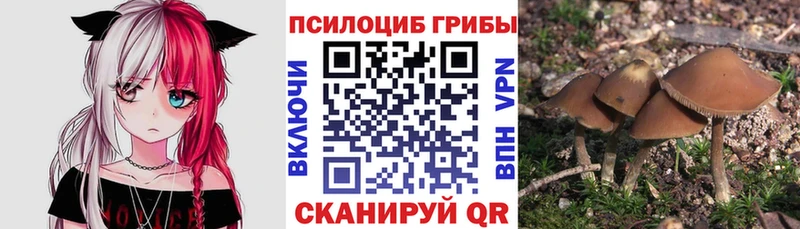 Галлюциногенные грибы Psilocybe  Купить где  Чебоксары 